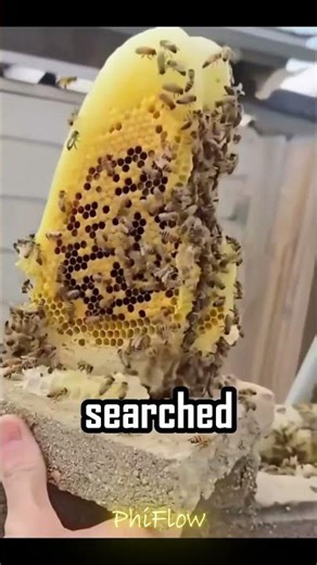 He Found Bees Living in His Wall... Then This Happened! 🐝