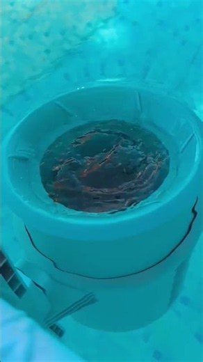 Skimmer flutuante piscina Intex #gotadaguapiscinas #piscinas