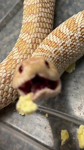 western hognose snakes have an extremely diverse diet, so we do our best to provide exactly that!! we rotate between mice, day old button quail, eggs and fish for all our guys🤝 #fyp #reptile #hognose