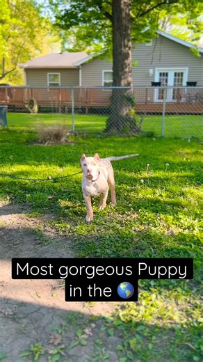 Lilac tri Merle Xl American Bully . . . . . #bulldog #bulldogsofinstagram #bulldogfrances #bulldogs #bulldoglove #bulldoglife #bulldogpuppy #bulldogsofig #bulldogram #bulldogingles #bulldoglovers #bulldogdays #bulldogfrancese #bulldogmoments #bulldogge #bulldogoftheday #bulldogloversofinsta #bulldoglover #bulldogstuffbesties #bulldogofinstagram #bulldogworld #bulldogfrench #bulldogsofinsta #bulldognation #bulldoginglese #bulldogstuff #bulldogpuppies #bulldogsinstagram #bulldogswag #bulldogmom | 