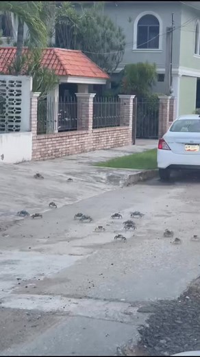 2.9M views · 18K reactions | Así la migración de cangrejo azul en #Tampico. Favor de no molestarlos. | El Navegante Noticias MEX | Facebook