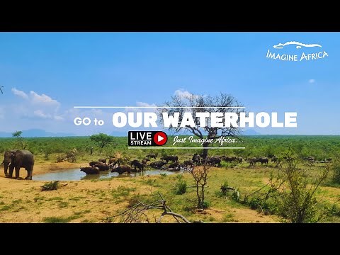 Live Stream from Waterhole - Imagine Africa Luxury Tented Camp - Greater Kruger