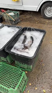 18K views · 271 reactions | Voi tot asa pescuiți ?  | SM Electric MD | Facebook