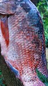 22K views · 81 reactions | Primitive In forest one - woman River Cooking Big fish - Cooking Big fish Eating delicious | Living And Cooking | Facebook