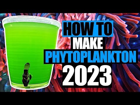 How to make Phytoplankton