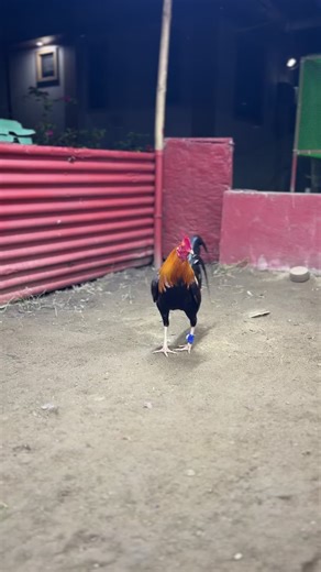 tagalog🥶#dailyroutine #gafferlife #pitmaster #derby #gaffer