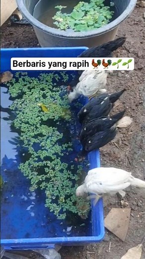 Anak Ayam Suka Makan Azolla 🌱🐓 #ikan #ayam #azolla