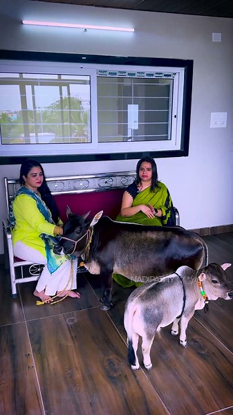 The cuteness overload just walked up the stairs ❤️Nadipathy Mother Cow & Baby #shorts #viral #pets