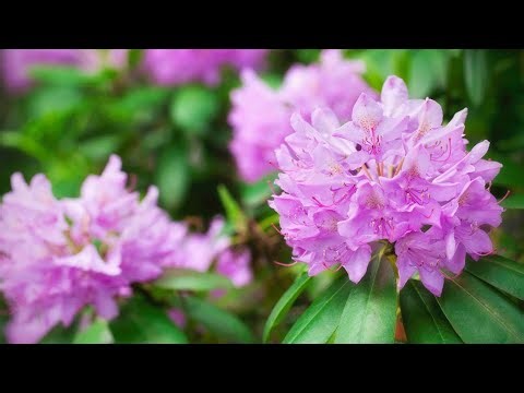 10 Gardening Tips On How To Get Big Beautiful Blooms From Your Rhododendron