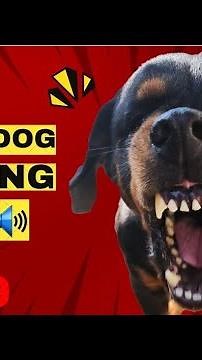 Aggressive Reactive Barking ! Angry Rottweiler 🔥