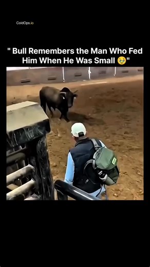 ColdOps.io | The video captures a mature bull in a simple fenced corral on what appears to be a rural farm, gently approaching and interacting with a... | Instagram