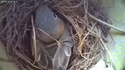 WIWACAM WiFi Bird Box Camera, 4K HD Snapshot 2K Video, Designed for Birdhouse birdhouses, for Robins Wrens Tree Swallows, Live Video to Phone, Easy Install, Night Mode, microSD Card Slot