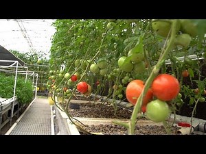 Big Commercial Aquaponics Farm