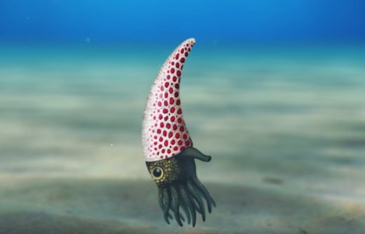 Squids used to have shells. Here's how they lost them.