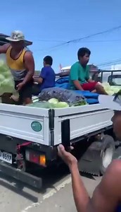 REPOLYO PANDEMIC. This really feels so much like the fearful early days of the COVID-19 pandemic. At first, you read about isolated outbreaks in different areas, and then suddenly cases start appearing near where you live. In Southern Cebu, a farmer decided to give away his cabbages to passersby because the prices that traditional buyers was offering was so low. In Km. 21, Halsema Highway, Benguet, motorists were free to stop and help themselves to a small mountain of Cabbages was left along the