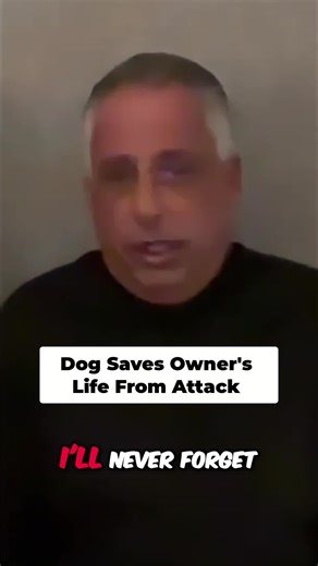 Sheena the pit bull saved his life. A wild story about an old Lincoln, bookmaking money, and a whole lot of friction. #TrueStory #CrazyLife #MobStories #PitbullLove