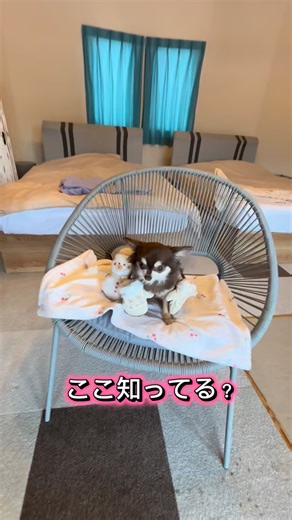 チョコタン𖤣𖥧𖥣𖡡𖥧𖤣 salyu 𖤣𖥧𖥣𖡡𖥧𖤣 on Instagram: "海の京都・天橋立エリアにある 客室温泉、プライベートプール、 専用ドッグラン付のプライベートドッグヴィラ ✨ドッグスパリゾート京都✨に行ってきたよ🐶 お部屋はとっても清潔感があって、ワンちゃんも落ち着ける空間🐶 ワンちゃん用のアメニティも充実✨ 夕食は、冬の京都で味わう「贅沢な京懐石」 厳選されたお刺身やお寿司、和牛のしゃぶしゃぶや、旬の地魚♡ パパとママにとっても最高のご褒美になりました。 完全プライベート空間で準備・片付け不要でとっても楽ちん☺︎ 予約した時間に料理を準備しに来てくれますよ♪ お部屋でゆっくりわんちゃんと一緒に豪華なお食事✨ができるなんて最高！ 素泊まりプランやBBQプラン、冬季限定のカニ🦀プランなど色々選べます♪ ヴィラ内には天然温泉があり、人はもちろん愛犬も簡易バスタブで入浴できます🐶 温泉は自家源泉「金温泉」✨ 気持ちよくて何度も温泉に入りました♡ プライベートなドッグランは、この時期ならではの雪景色が堪能できて、Salyuも初めての雪に大興奮☃️雪