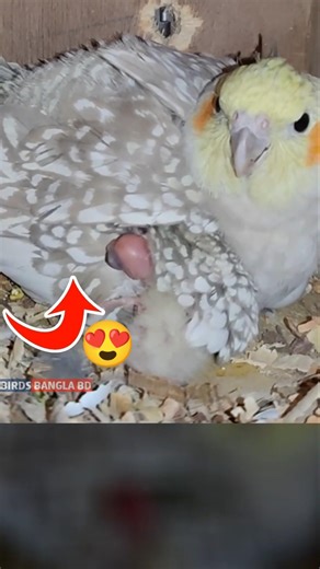 New Baby Cockatiel Bird #shorts #birds #cockatiel #bird