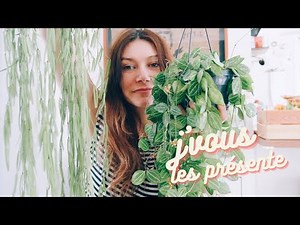 Toutes mes plantes retombantes