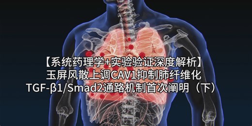 【系统药理学+实验验证深度解析】玉屏风散上调CAV1抑制肺纤维化，TGF-β1/Smad2通路机制首次阐明（下）