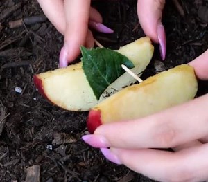 Make your flowers blossom with these easy tips! | Green Bean