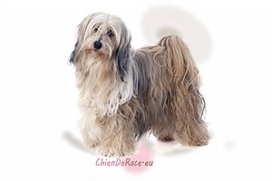 Le Terrier Du Tibet : origine, caractère, qualités & défauts