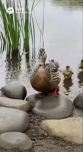 Fast Duck Dash ? 🦆💨 #pov