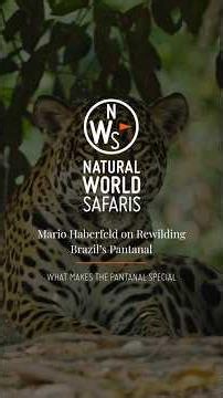 The Spectacular Pantanal | Mario Haberfeld #wildlifeconservation #jaguars #wildlifesafaris