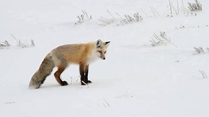 311K views · 5.9K reactions | Wait? Really? Already?? Well, okay…spring forward! Don't forget. Daylight saving time begins at 2 a.m. Sunday, March 11, with clocks turning ahead one hour. #DaylightSaving #SpringForward Yellowstone National Park | National Park Service | Facebook
