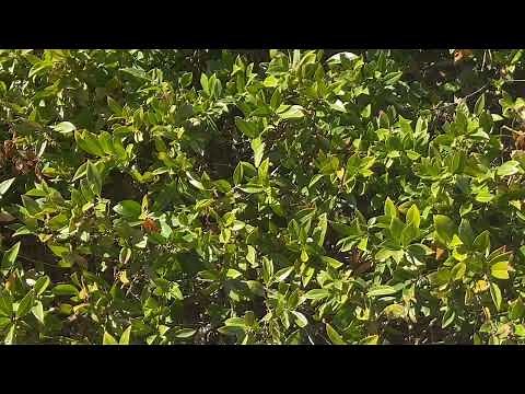 Sarcococca Plant Profile