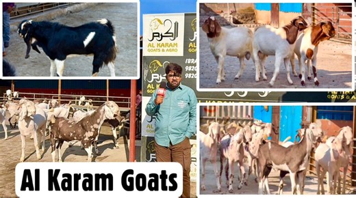 Al Karam Goat and Agro Farm Padgha | FSA Entertainment