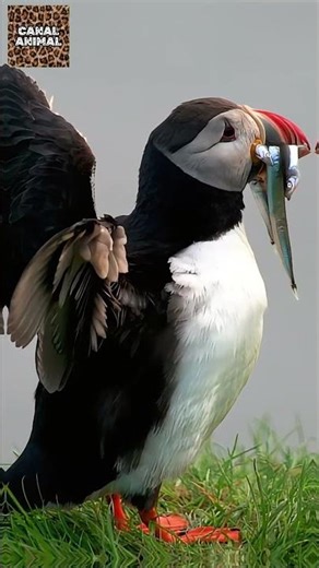 Bebem Água do Mar e Consomem Peixes Salgados sem Sofrer Danos / Papagaio-do-mar (Fratercula arctica)