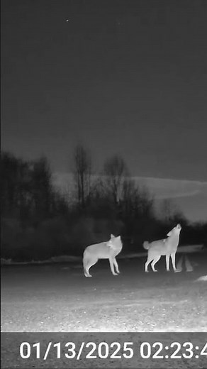 Coyotes have screaming contest #wildlife #animals