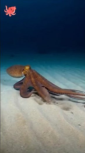 How the Octopus moves in the sea