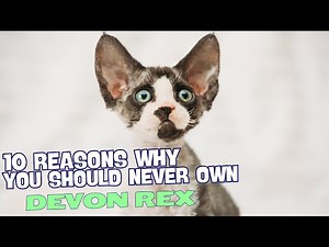 10 Reasons Why You Should NEVER Own a Devon Rex