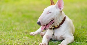 Svetski dan bul terijera, jedine priznate rase sa očima trouglastog oblika