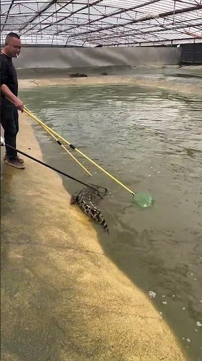 Daily feeding and catching crocodiles #shorts #crocodiles