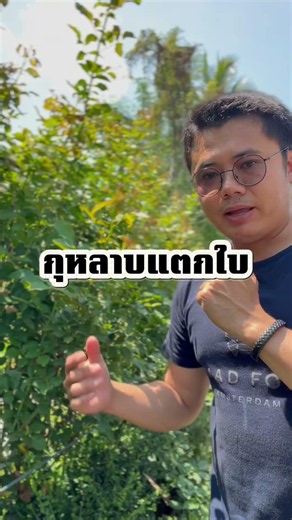 ปลูกกุหลาบ ใส่แค่ปุ๋ยเม็ดพอจริงไหม? มือใหม่ต้องรู้ก่อนต้นพัง