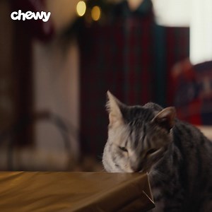 8.3K reactions · 424 shares | Unwrap excitement this holiday season with up to 40% off gifts that bring the most joy to your pet. | Chewy | Facebook