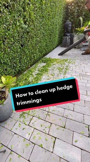 Vacuuming Buxus Trimmings: Ultimate Guide to Garden Cleanup