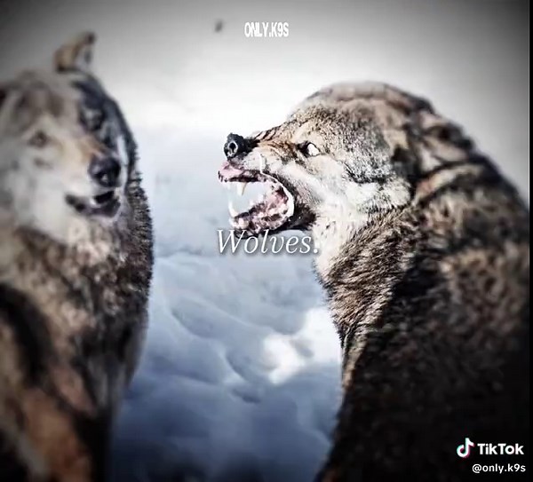 Wolves. || #wolves #wolf #animals #fyp #viral | wolfs