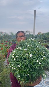 🌸✨ Madhukamani Magic in Full Bloom! 🌿💖 Also known as Rangoon Creeper, this stunning climber fills the garden with a mix of white, pink, and deep red flowers that change color as they age—such a natural wonder! Its sweet, jasmine-like fragrance fills the air, especially in the evenings, making it the perfect plant for fences, arches, or terrace walls. 🌺🌙 Madhumalti Care Tips: ☀️ Full sun to partial shade 💧 Water regularly but don’t overwater ✂️ Prune after blooming to encourage new growth �