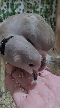 Wild Ringneck Dove