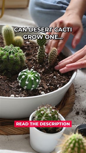 Desert Cactus Growth Speed #Shorts