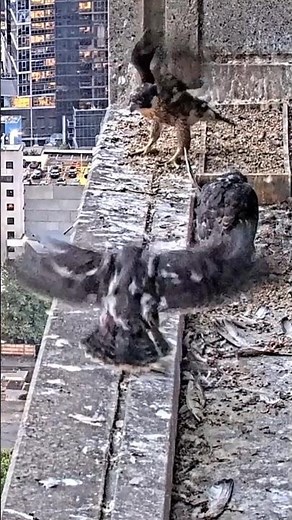 Young peregrine falcons with fully developed wings prepare for flight. #birds #wildlife #falcon