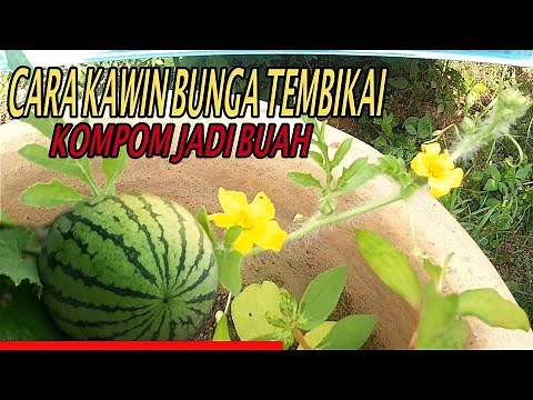 Langkah Mudah Cara Kawin Bunga Tembikai atau Semangka Pollinate/Pendebungaan Tembikai secara manual