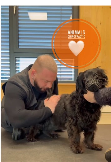 Dog Back Pain Relief