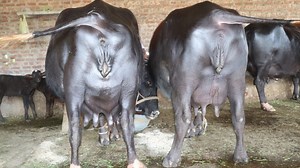 30K views · 1.9K reactions | Farming And Business Ideas on Reels | Facebook