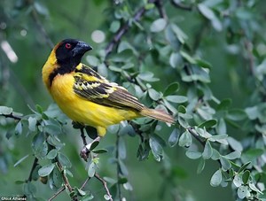 Village weaver - Alchetron, The Free Social Encyclopedia