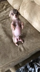 Talya Alsberg... this is a special shout out to you from Oscar! This video is him sending his love to you♥️💕♥️💕 Have a wonderful day today! 🌸🌹🌸🌹 *** Oscar’s instagram: https://www.instagram.com/oscar_the_blue_chihuahua | Oscar the blue chihuahua